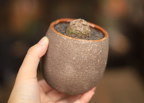 亀甲竜 Dioscorea elephantipes ミニ