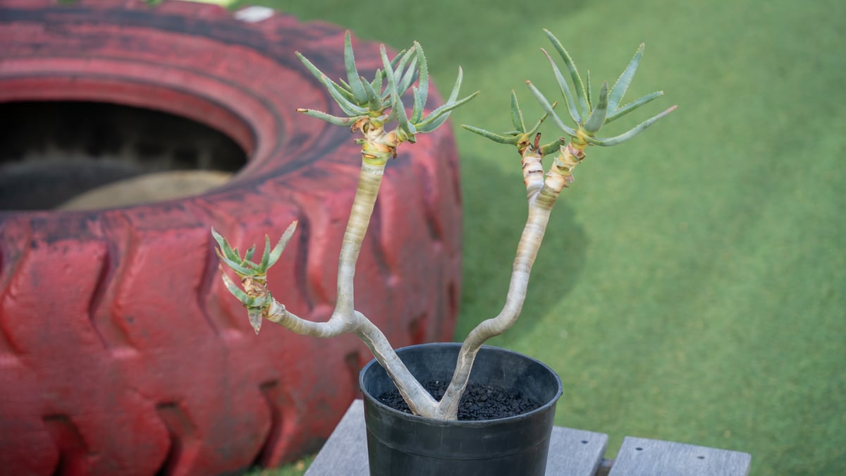 アロエ ラモシシマ 優良株！ 観葉植物 アガベ