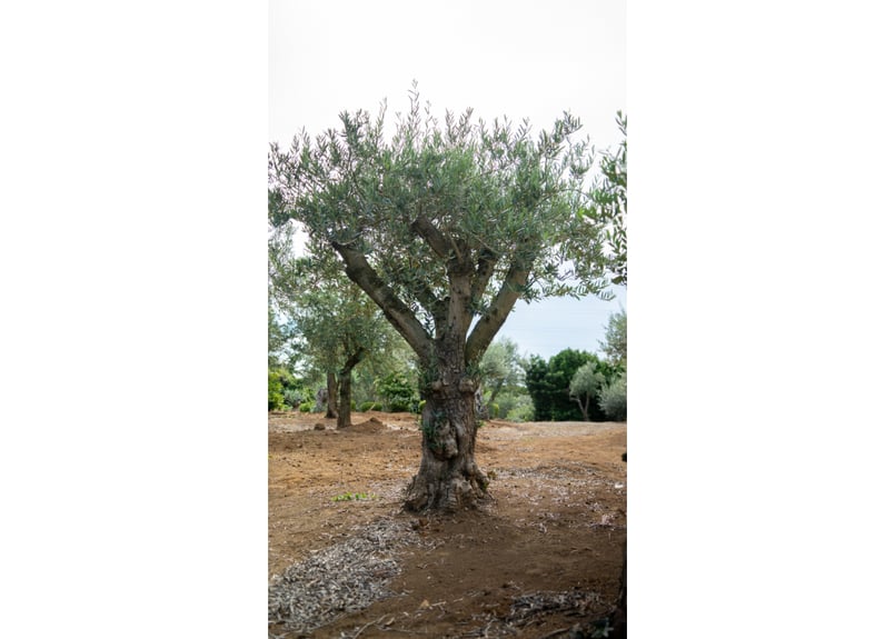 非公開農園・代表選抜】太枝が残る希少原木樹形｜最高級 輸入