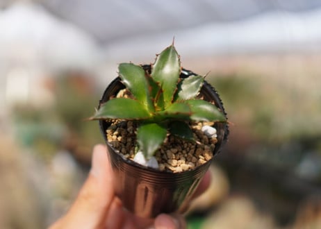 agave　ホリダ