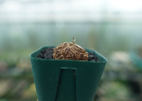 亀甲竜　Dioscorea elephantipes　No.1
