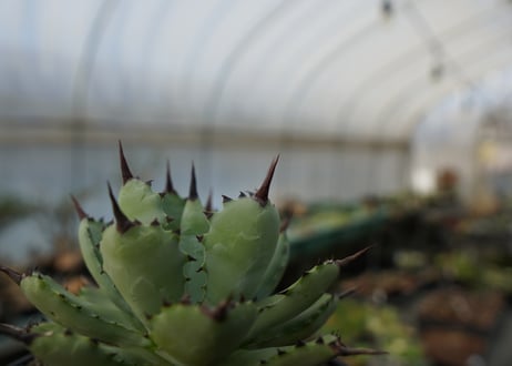 アガベ　マクロアカンサ×ポタトラム　 Agave macroacantha×potatorum