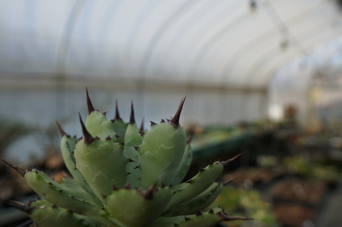 アガベ マクロアカンサ×ポタトラム Agave macroacantha×potatorum
