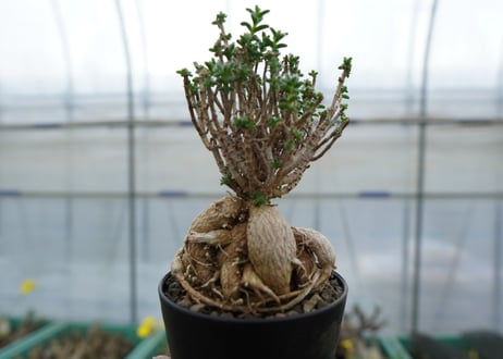 姫紅小松　Trichodiadema bulbosum  No.3