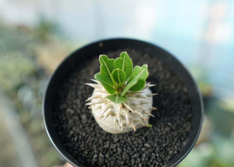 パキポディウム 恵比寿大黒 Pachypodium Densicaule No.8 | man