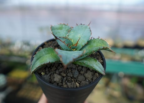 アガベ　チタノタ　ブルー　agave titanota Blue　No.1
