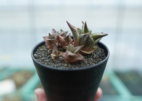 ハオルチア　竜鱗　Haworthia tessellata