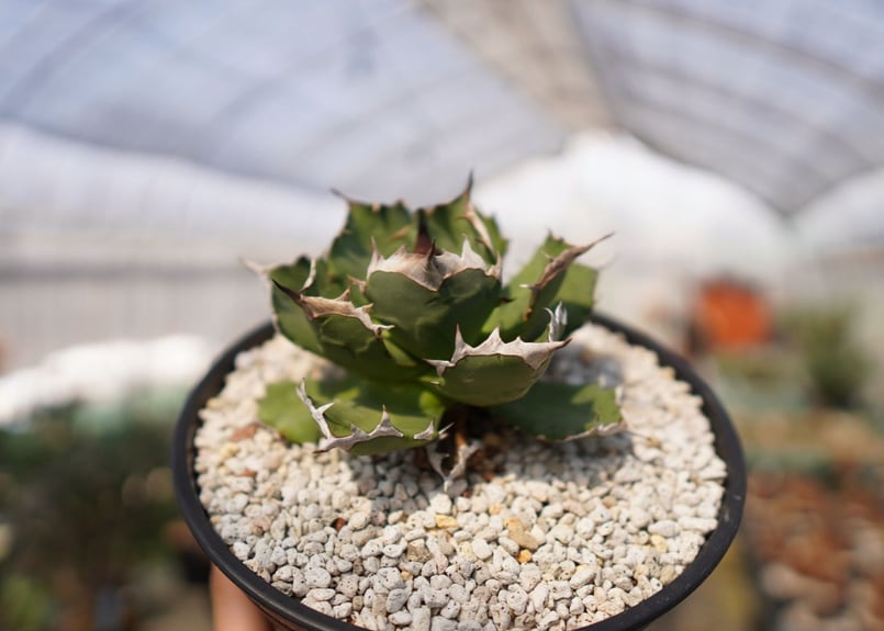 agave titanota dwarf No.2 | mana's green:塊根植物販...