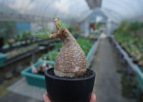 【発根管理中】パキポディウム　グラキリス　 Pachypodium Gracilius  No.5