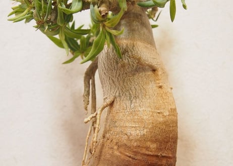 パキポディウム　ビスピノーサム　Pachypodium bispinosum no.2