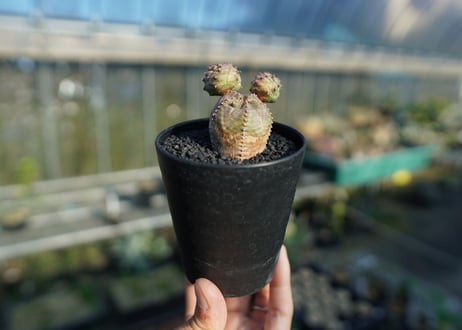 ユーフォルビア　オベサブロー　Euphorbia ObesaBlow