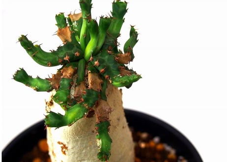 ユーフォルビア ステラータ 飛竜  Euphorbia stellata　№8