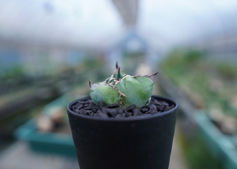 アガベ　チタノタ　 ブラックアンドブルー 　Agave titanota black and blue　No.3