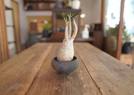 パキポディウム　グラキリス　 Pachypodium Gracilius