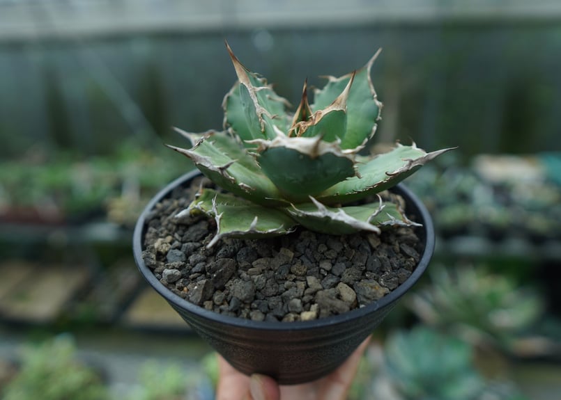 アガベチタノタFO76 アガベ チタノタ FO-76 | hanayoshi-botanical