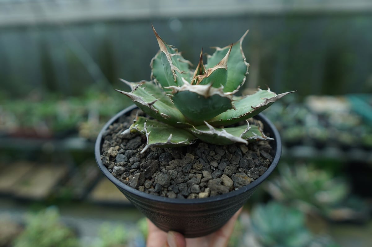 アガベ　FO76 アガベ チタノタ FO-76 agave titanota FO-76 No.3 | man