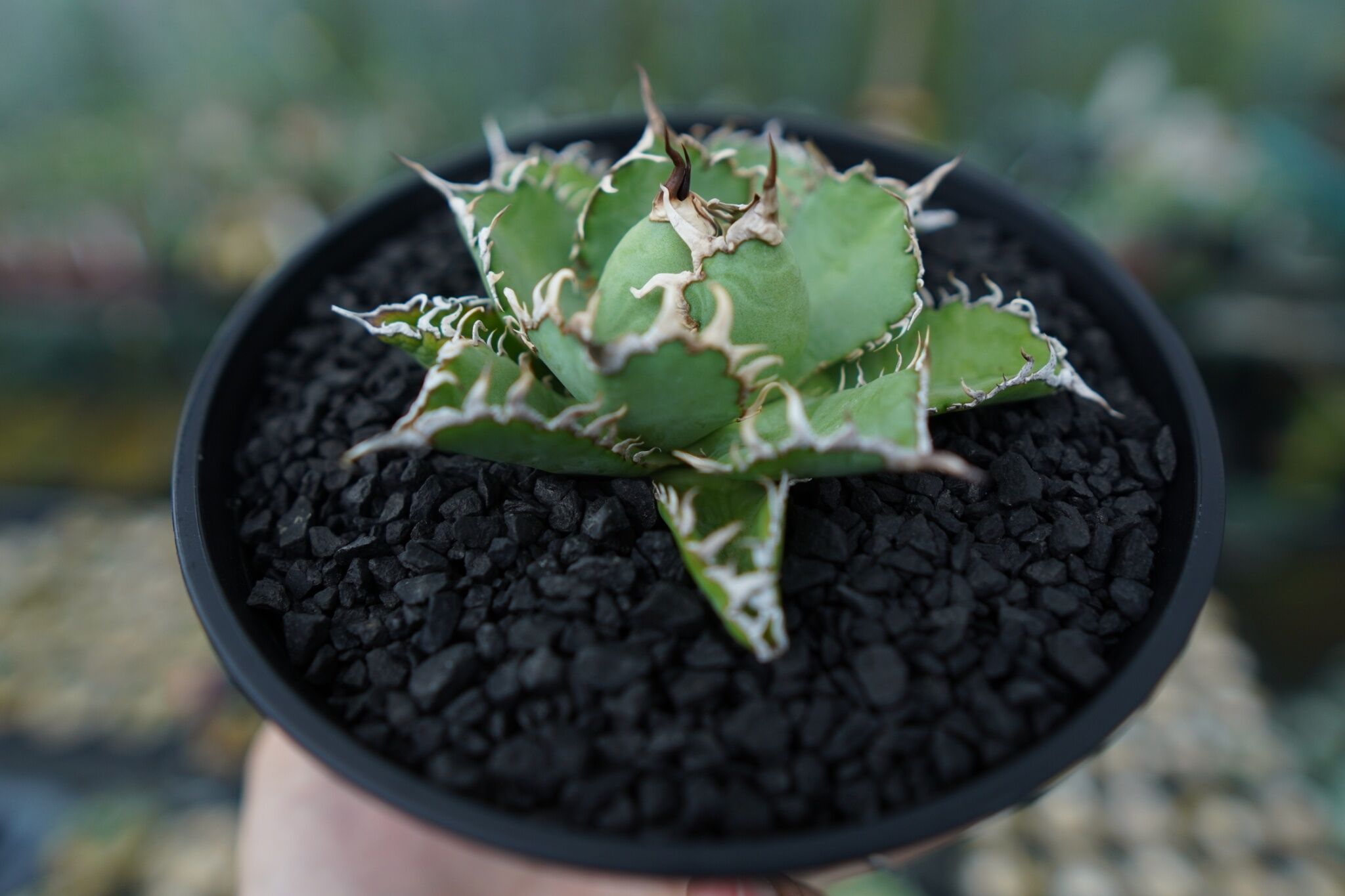 アガベ チタノタ フィリグリー agave titanota filigree No.4 |