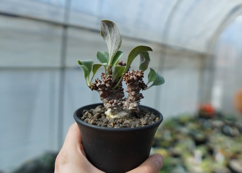 オトンナ ヘレー Othonna herrei C3 | mana's farm:塊根植物・ア