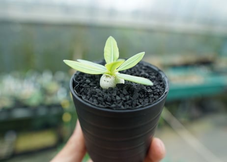 パキポディウム　恵比寿笑い　Pachypodium brevicaule　No.5