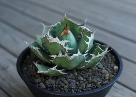 アガベ　チタノタ　FO76　agave titanota FO76