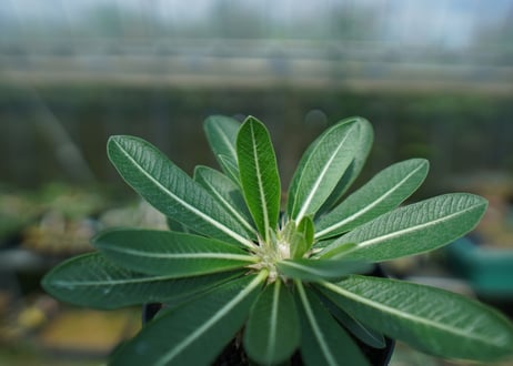 パキポディウム　恵比寿大黒　Pachypodium Densicaule　No.10