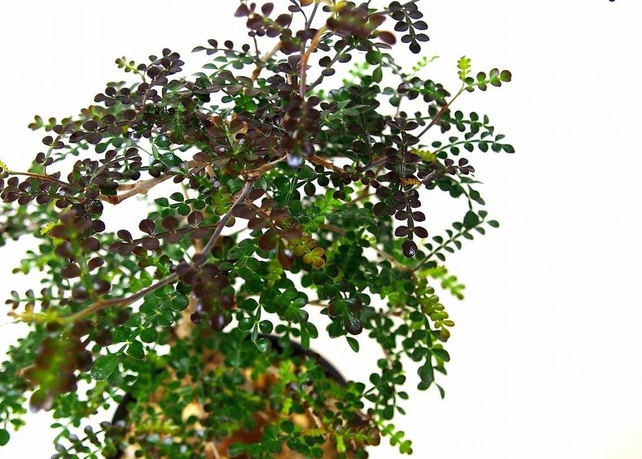 5757d3841003150846002182