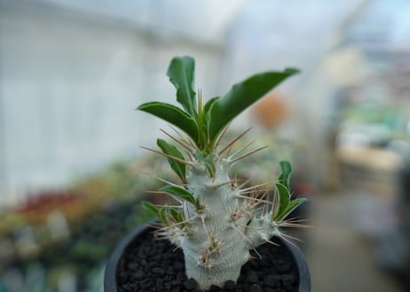 パキポディウム　サンデルシー　Pachypodeium saundersii  No.7