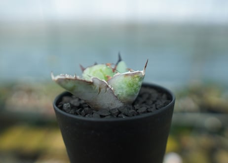 アガベ　チタノタ　 ブラックアンドブルー 　Agave titanota black and blue　No.9