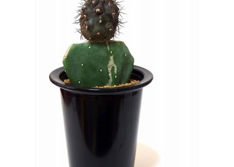 Copiapoa cinerea　コピアポア  黒王丸　接ぎ木