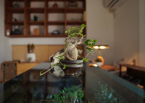 火星人　Fockea edulis