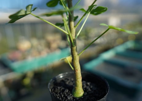 アデニア　グラウカ　Adenia glauca  No.2
