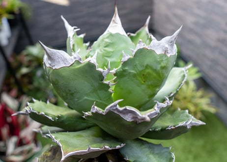 Agave White flame 白火焔