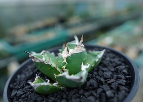 アガベ　チタノタ　白火焔　agave titanota white fire　No.2
