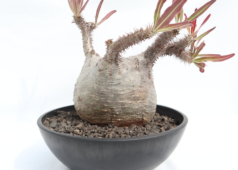 パキポディウム グラキリス | mana's farm:塊根植物・アガベ・ドライ