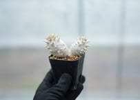 パキポディウム　ホロンベンセ　沖縄実生　No.3