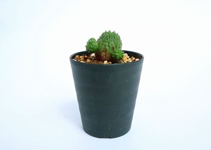 ユーフォルビア オベサ ハイブリッド | mana's farm:塊根植物・アガベ