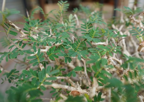 センナ　メリディオナリス　Senna meridionalis　No.3