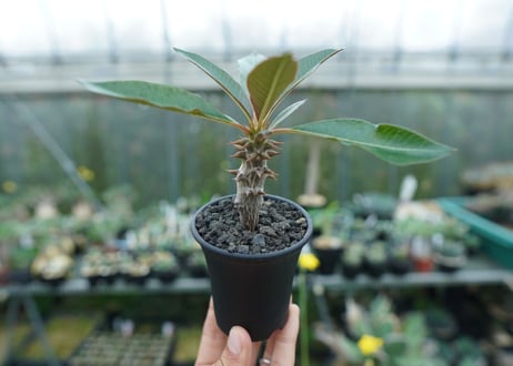パキポディウム　バロニー　Pachypodium baronii