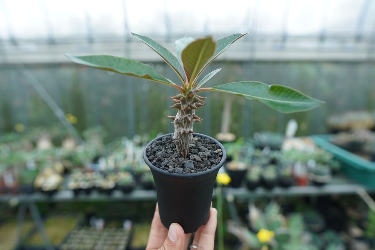 パキポディウム バロニー Pachypodium baronii | mana's farm: