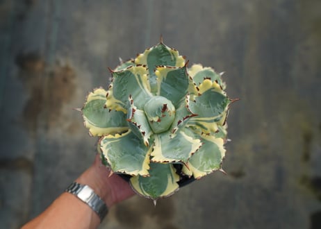 アガベ　兜蟹錦　連棘　Agave isthmensis “Kabutogani” variegata