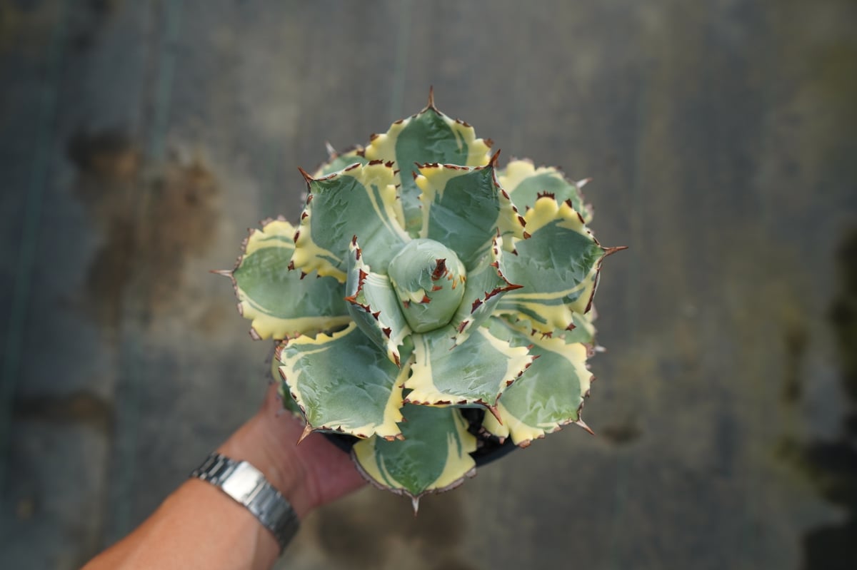 アガベ 兜蟹錦 連棘 Agave isthmensis “Kabutogani” varieg