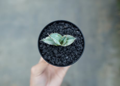 アガベ　チタノタ　ホワイトアイス 　agave titanota whiteice
