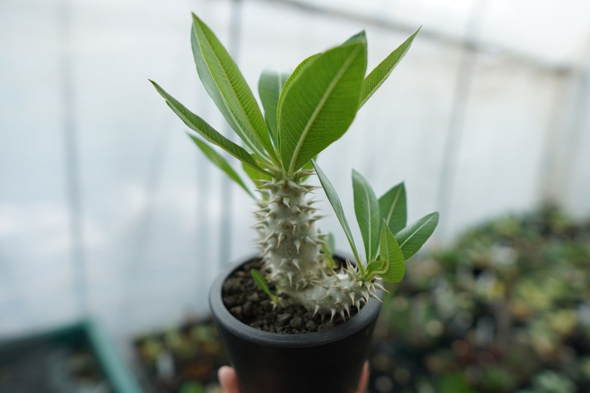 パキポディウム ホロンベンセ Pachypodium horombense No.13 |