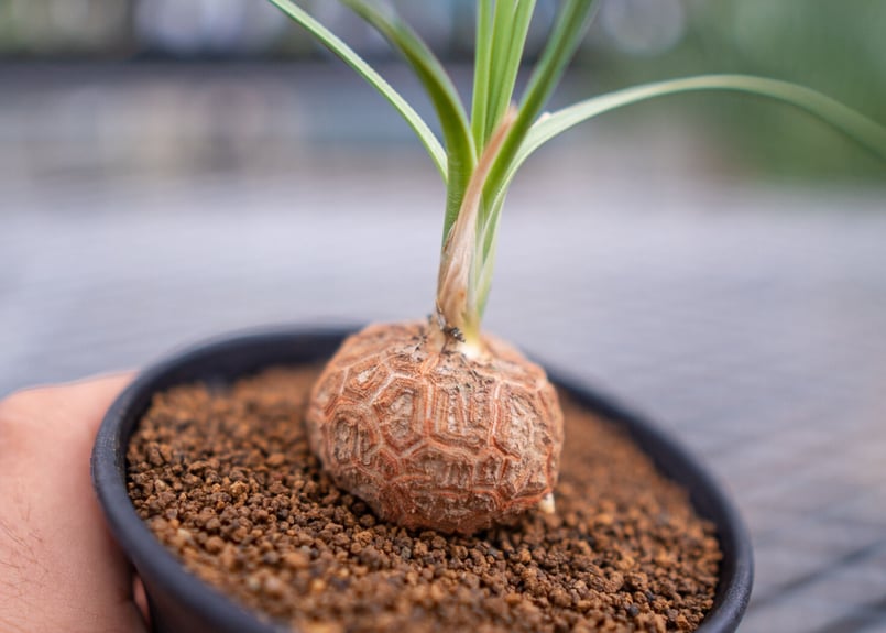 ボーカルネア グラキリス | mana's farm:塊根植物・アガベ・ドライ