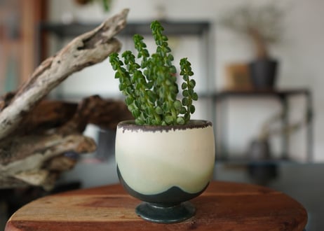 ペペロミア コルメラ Peperomia columella