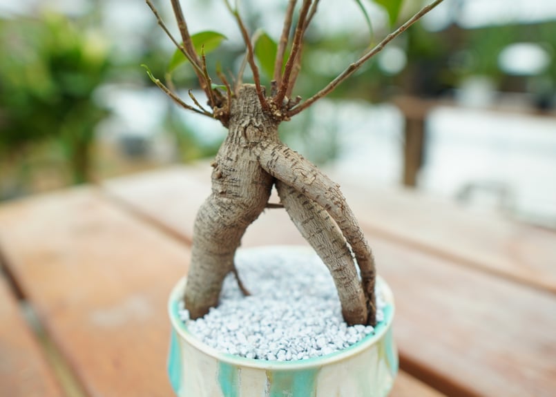 ガジュマル No.2 | mana's farm:塊根植物・アガベ・ドライガーデン植物