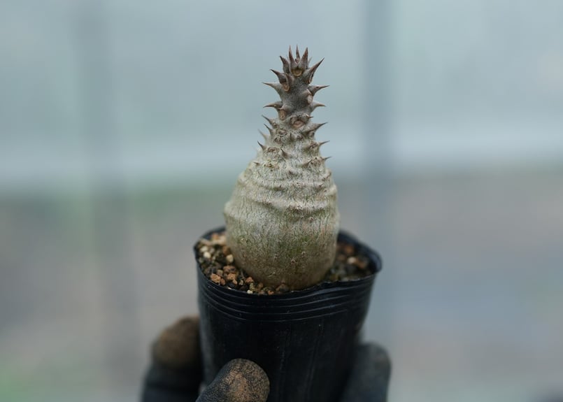 パキポディウム ウィンゾリー 沖縄実生 No.8 [2026/02/12] | mana's