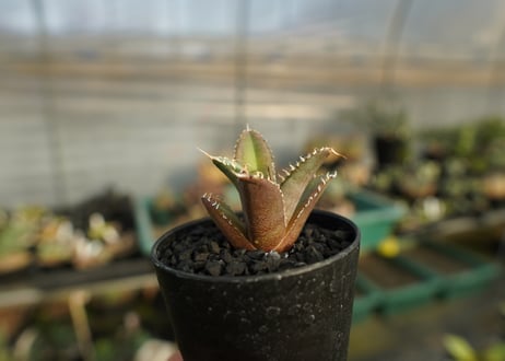 アガベ　チタノタ　FO-76　Agave titanota  FO-76　No.2