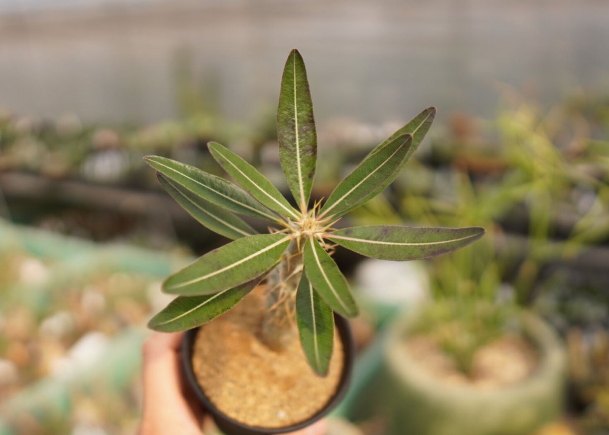 パキポディウム ドラケイ 美形 レア品種 パキポディウム ドラケイ Pachypodium drakei - Special Plants