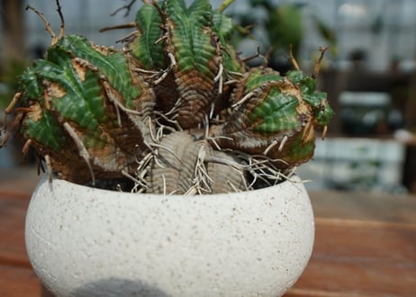 ユーフォルビア　バリダ Euphorbia valida